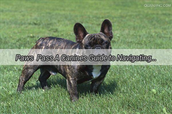 Paws  Pass A Canines Guide to Navigating Car Airport Security with Ease